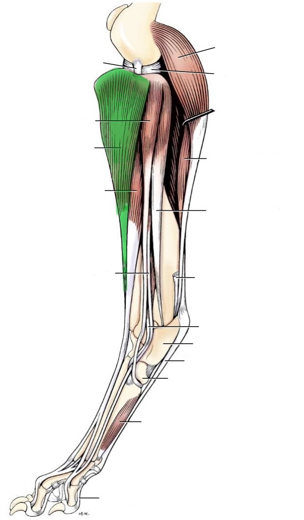 <p>action- flex tarsus, rotate paw laterally</p><p>origin- cranial tibia</p><p>insertion- base of metatarsals 1 &amp; 2</p><p>innervation- fibular n</p>