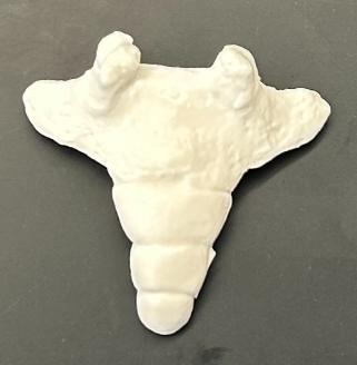 <p>ID sacrum/coccyx</p>