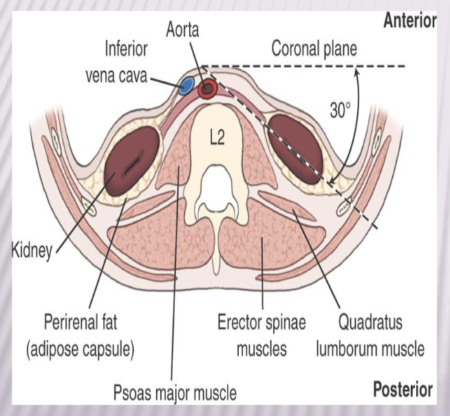 <ul><li><p>30 degree angle from coronal plane</p></li><li><p>Right kidney is lower = bc of liver</p></li></ul><p></p>