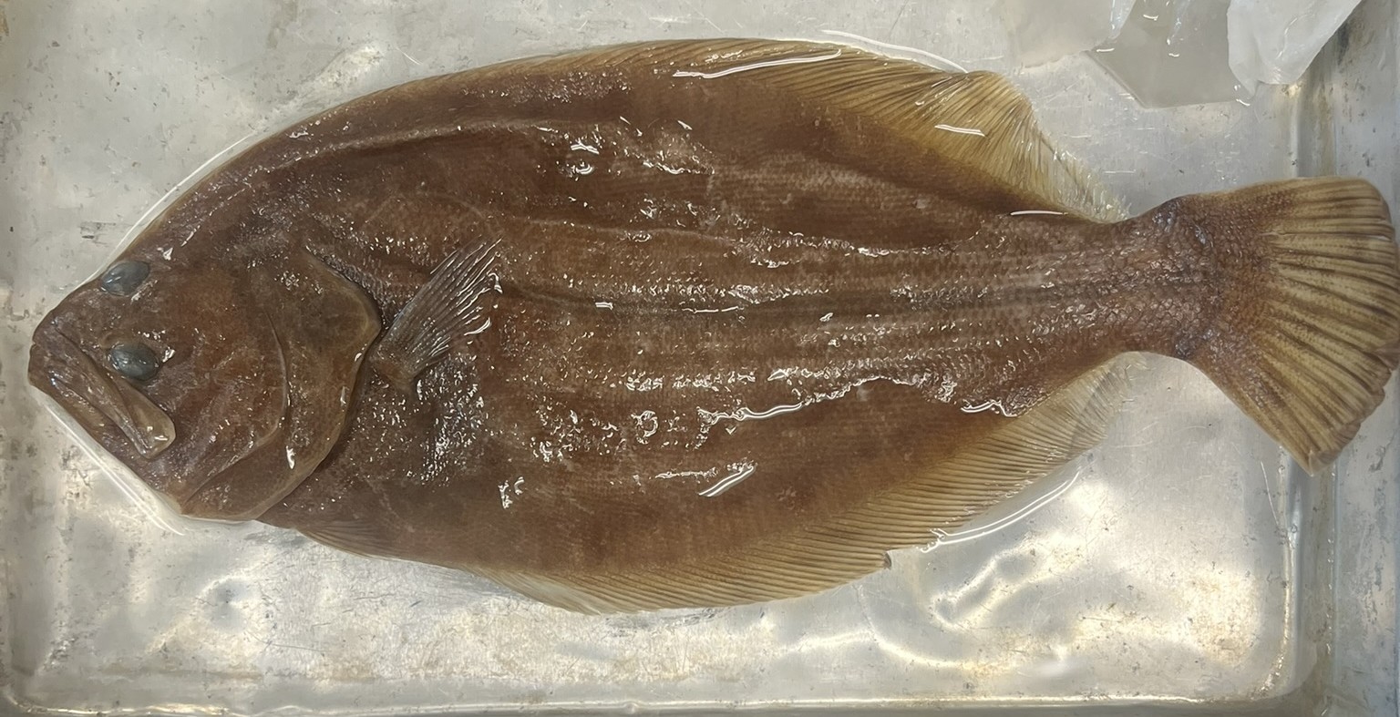 <p>Family Paralichthyidae (flounders) - <em>Paralichthys lethostigma</em></p>