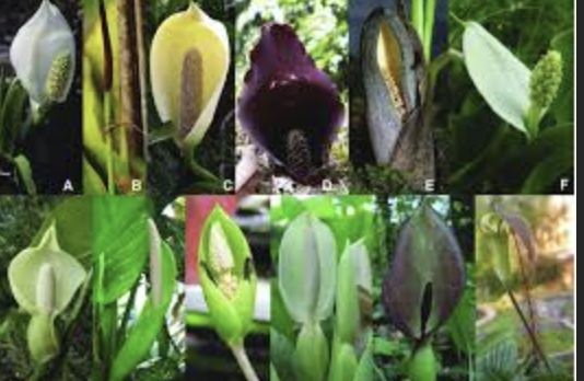 <p>Araceae family contains the _______ and _______ inflorescence </p>