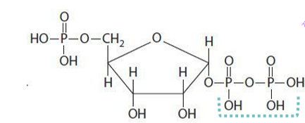 <p>used to make the sugar backbone in all nucleotides - know the full name</p>