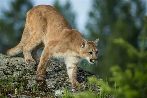 <p>Puma / Cougar / Mountain Lion / Panther </p>