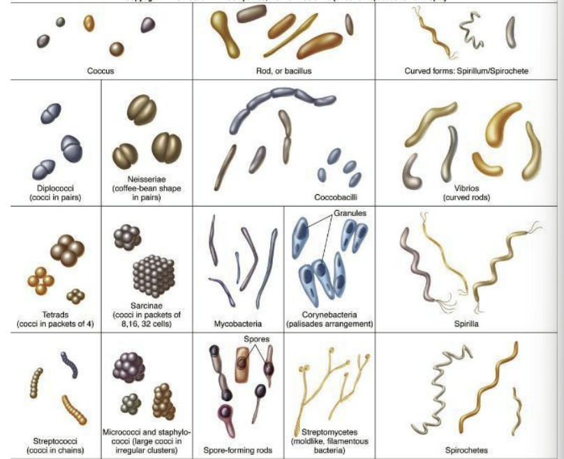 <p>The study of the structure of things (with microscopy).</p>