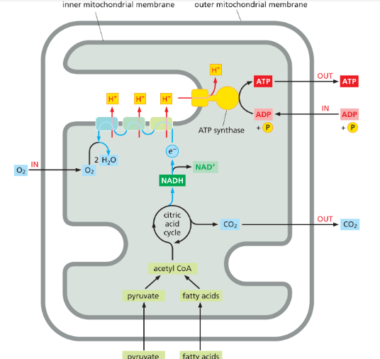 <p>The energy released as electrons move through the electron-transport chain pumps protons (H+) across the inner mitochondrial membrane.</p>