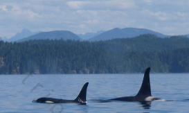 <p>Relating to the upper side or back of a body</p>