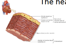 <p>What is the layers of the heart wall?</p>