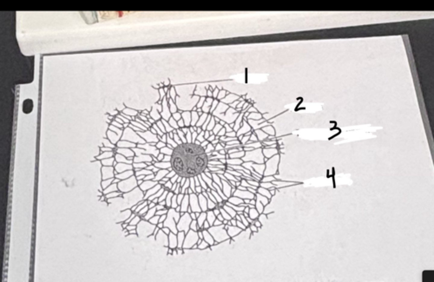 <p>4</p>