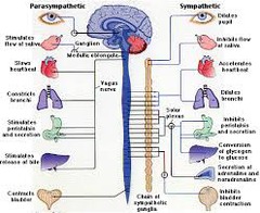 <p>the division of the autonomic nervous system that calms the body, conserving its energy</p>
