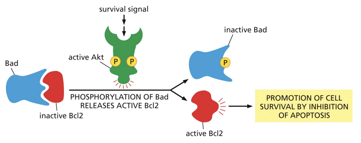 <p>cell survival by inhibition of apoptosis: Bad is bound to inactive Bcl2 and phosphorylation of Bad releases active Bcl as a result of active Akt/survival signal. This leads to inactivated Bad and active Bcl2</p>