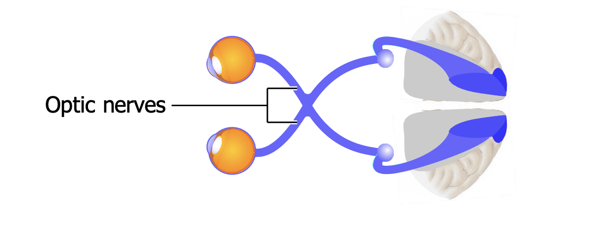 <ul><li><p>Visual information leaves the retinas in the <strong>optic nerves</strong></p></li><li><p>Each of the million ganglion cells in each retina sends its axon out the back of the eye through <strong>the blind spot</strong>. </p></li><li><p>These million fibers from each eye form its optic nerve, also known as <strong>cranial nerve II.</strong></p></li></ul><p></p>