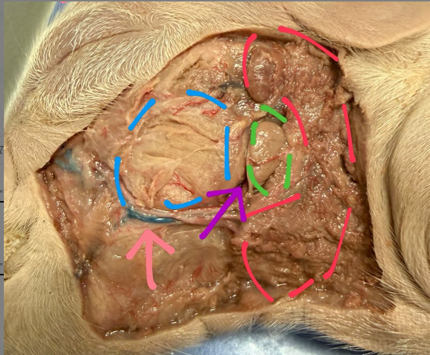 <p>Name the area circled in blue</p>