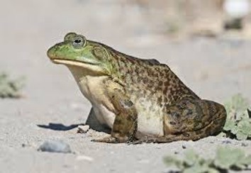 <p><span>smooth green-to-olive skin with brown mottling, white/cream underbellies, and large tympana (eardrums).</span></p>