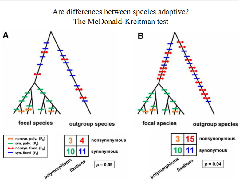 <p>The McDonald-Kreitman (MK) test is a statistical tool used to detect historical natural selection by comparing the ratio of these mutations within a species to those between species</p><p>In this example, scenario A has natural selection because the ratios are even (4/11 vs 3/10) while scenario B has the fixations ratio larger than the polymorphism ratio (3/10 vs 15/11)</p>