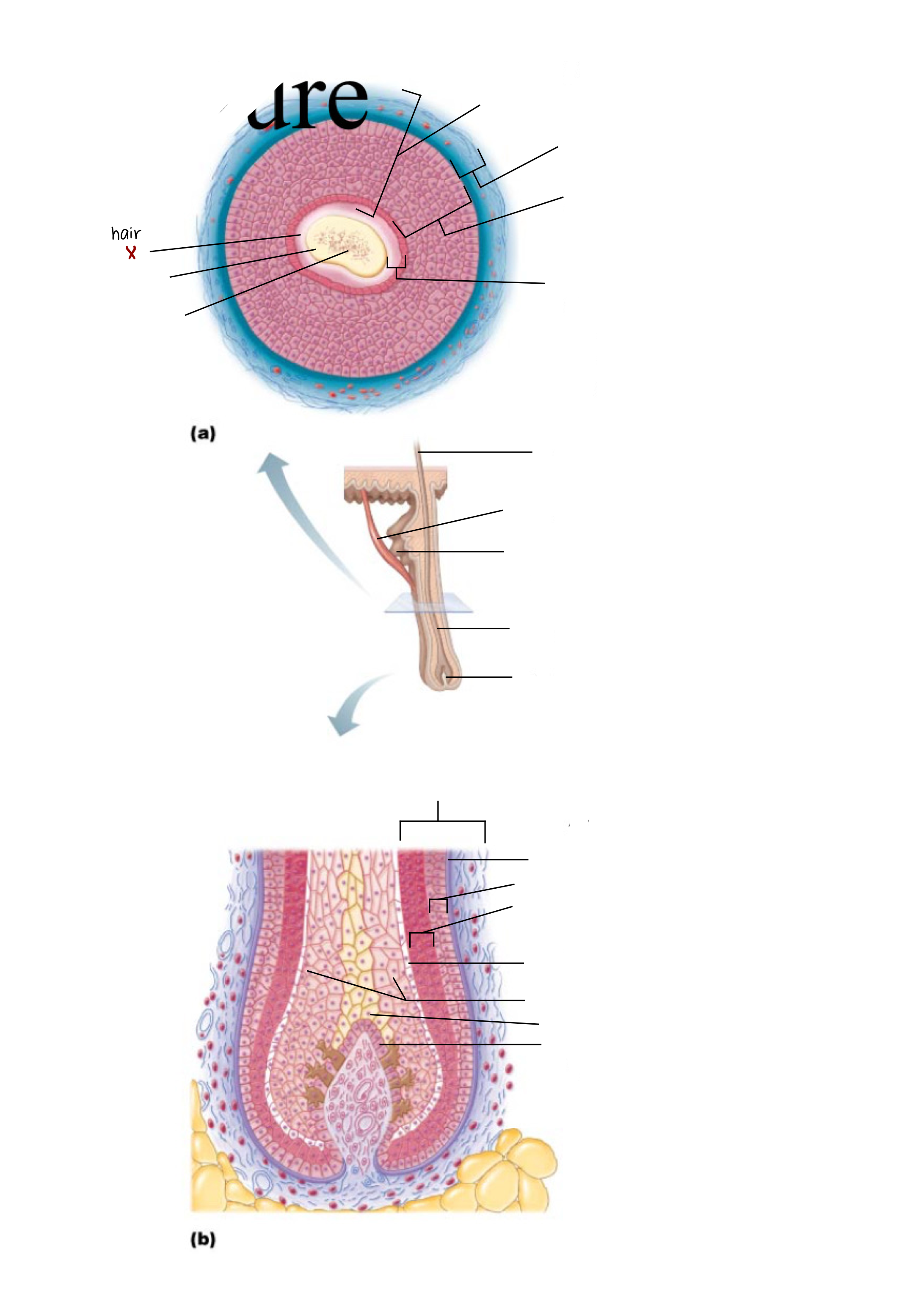 <p>X</p>