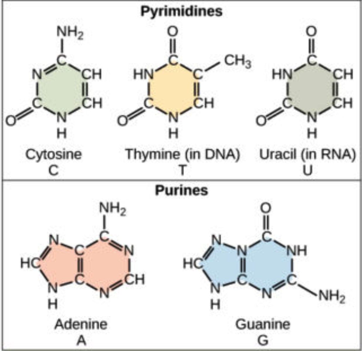 <p>1. adenine (A)</p><p>2. uracil (U)</p><p>3. cytosine (C)</p><p>4. guanine (G)</p>