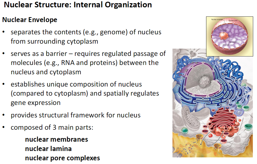 <p><strong>Definition &amp; Function</strong><br> Separates <strong>nuclear contents</strong> (e.g., genome) from <strong>cytoplasm</strong><br> Acts as a <strong>barrier</strong>, allowing <strong>regulated passage</strong> of molecules like <strong>RNA and proteins</strong><br> Establishes a <strong>unique nuclear composition</strong> and <strong>spatially regulates gene expression</strong><br> Provides <strong>structural framework</strong> for the nucleus</p><p><strong>Composition</strong><br> <strong>Nuclear membranes</strong><br> <strong>Nuclear lamina</strong><br> <strong>Nuclear pore complexes</strong></p><p><strong>Key Point</strong><br> The <strong>nuclear envelope</strong> maintains <strong>nuclear compartmentalization</strong> and controls <strong>molecule transport</strong></p>