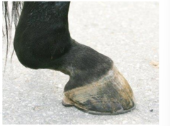 <p>stretching of suspensory ligament</p>