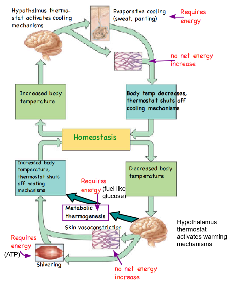 <p>Shivering requires ATP to function, using muscles without doing any net work in order to generate heat. </p><p>Metabolic thermogenesis, on the other hand, </p>