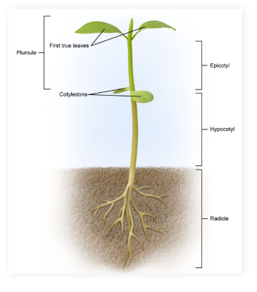 <p>First portion to emerge, develops into the root and anchors the plant to the soil</p>