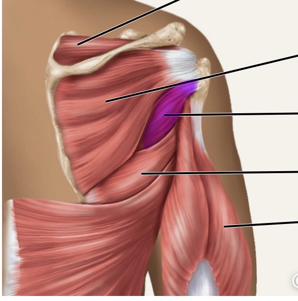 <p>posterior</p>