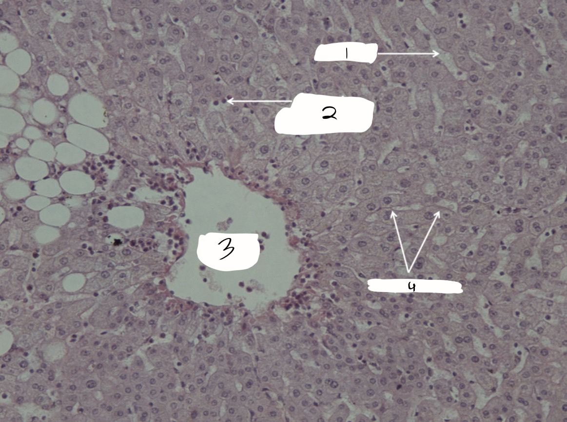 <p>what is this a sample of?</p>