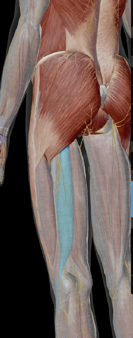 <p>Biceps Femoris Insertion</p>