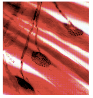 <p><span style="font-family: "Helvetica Light";">the interface between your nervous and skeletomuscular systems.</span></p>