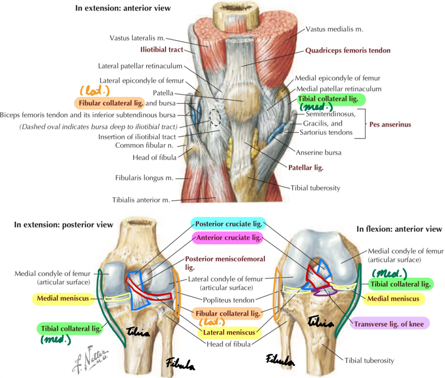 <p>Medial femur → Medial tibia</p><p>Prevent medial tibia/femur displacement</p><p>Limit abduction</p>