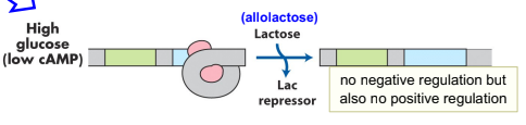 <ul><li><p><strong>Allolactose</strong> produced → binds and <strong>inactivates LacI repressor</strong></p></li><li><p>Glucose present → <strong>[cAMP] is low</strong> → CRP <strong>cannot help</strong> transcription ("<strong>catabolite repression</strong>")</p></li><li><p>Result: only <strong>low level of transcription</strong> — no need for β-galactosidase if glucose is already available as a carbon source</p></li></ul><p></p>