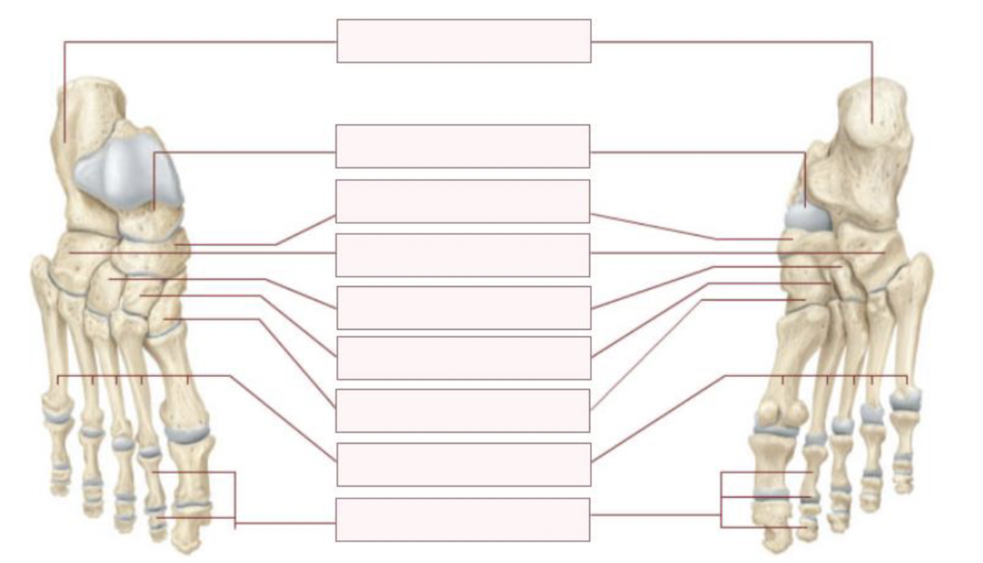 <p>Fill this out for the right foot, superior and inferior views </p>