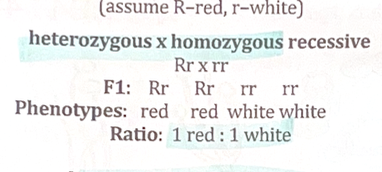 <p>= phenotype ratio 1 dominant:1 recessive</p>