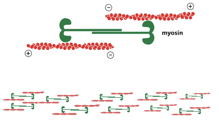 <p>Motor Protein Bundles</p>