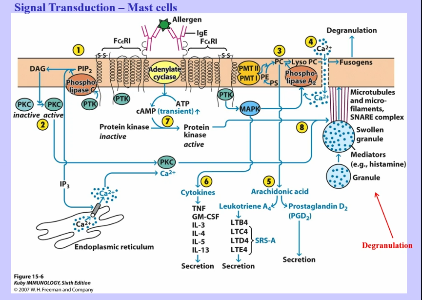 <p>Signal Transduction (Mast Cells and T cells) </p>