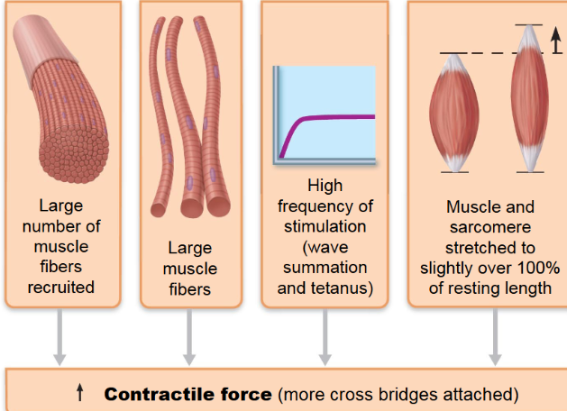 <p>number of cross bridges attached</p><ol><li><p>number of muscle fibers stimulated - recruitment</p></li><li><p>Size of fiber (hypertrophy increase strength)</p></li><li><p>Stimulation frequency</p></li><li><p>Degree of muscle stretch</p></li></ol><p></p>