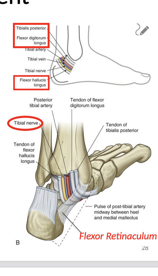 <p>Tom, Dick, and Harry (anterior to posterior) (medial to lateral), tibial nerve pass posterior to the medial malleolus</p>