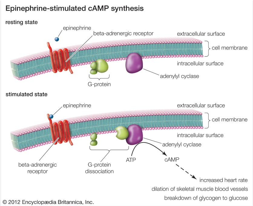 <ul><li><p>Drug or hormone binds to B1-adrenoreceptor on <strong>cardiac muscle cells</strong></p><ul><li><p>B1-adrenoreceptors activated by <strong>sympathetic neurotransmitters</strong></p><ul><li><p>Adrenaline (epinephrine)</p></li><li><p>Noradrenaline (norepinephrine)</p></li></ul></li></ul></li><li><p>Binding activates g-protein dissociation</p></li><li><p>G-protein binds to adenylate cyclase and activates it</p></li><li><p>adenylate cyclase converts ATP to cAMP</p></li><li><p>cAMP acts as secondary messenger inside the cell and activates <strong>protein kinase A </strong>(PKA) </p></li><li><p>PKA causes calcium channels to open and Ca2+ enters the cardiac cell</p><ul><li><p>Sarcoplasmic reticulum also releases calcium</p></li></ul></li><li><p>More Ca2+ = Increase force of contraction</p></li><li><p>Final result: <strong>Increased cardiac contractility</strong></p></li></ul><p></p>