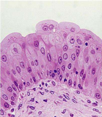 <p>What is this image of?</p>