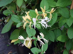 <p>Nonnative vine, Lonicera japonica</p>