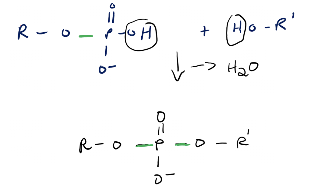 <p>A hydroxyl is removed from a phosphoester and a hydrogen is removed from a hydroxyl group (from R group) in a dehydration reaction, precipitating a water molecule. The oxygen attached to the R group bonds with the central phosphorus atom, forming the C-O-P-O-C phosphodiester linkage</p>