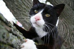 <p>The cat is black and white.</p>