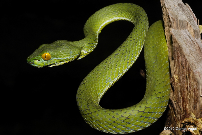 <p>Alethinophidia, Colubroidea, Viperidae, Crotalinae<br>Pit Vipers<br>- pit organ<br>~200 species</p>