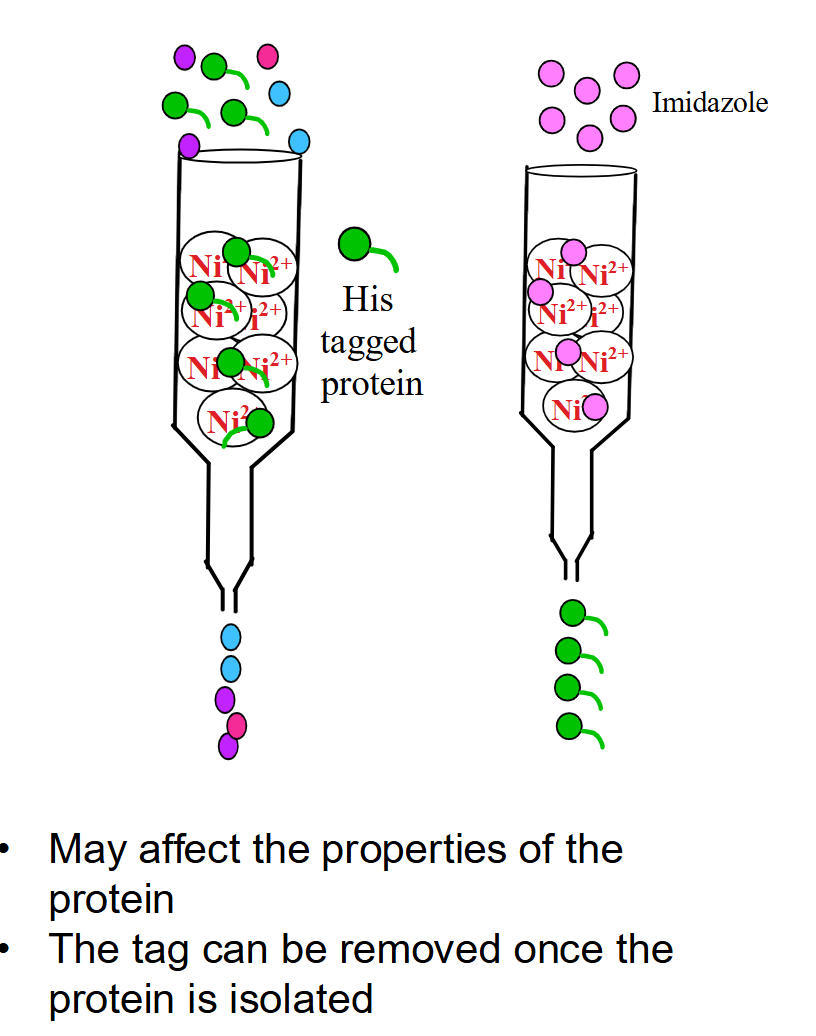 <p></p><ul><li><p><span><strong>Principle:</strong> Target proteins are genetically engineered with a <strong>6–8 His-tag</strong> at the N- or C-terminus, which binds tightly to chelating resin charged with </span><span style="line-height: 1.15;"><strong>{Ni}^{2+} </strong></span><span>or </span><span style="line-height: 1.15;"><strong>{Co}^{2+} </strong>i</span><span>ons.</span></p></li><li><p><span><strong>Binding/Washing:</strong></span> Column is made up of chelating resin containing<br>Ni2+<span>. Only the His-tagged protein coordinates with the immobilized metal ions, while non-tagged background proteins wash straight through.</span></p></li><li><p><span><strong>Elution:</strong> Released by adding <strong>imidazole</strong> to the buffer. Free imidazole mimics the histidine side chain and out-competes the His-tag for </span><span style="line-height: 1.15;">{Ni}^{2+} </span><span>binding sites.</span></p></li><li><p><span><strong>Pros/Cons:</strong> High degree of purification in one step; however, the tag can affect native protein activity and may need to be enzymatically cleaved post-isolation.</span></p></li></ul><p></p>