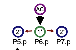 <ul><li><p>If not receiving the lin-3 signal, it doesn’t matter if it has a receptor; only P6.p has to receive the signal from AC</p></li></ul><p></p>