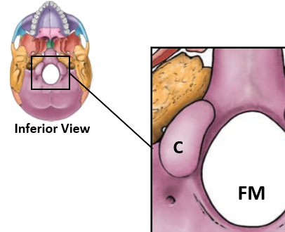 <p>Foramen Magnum</p>