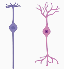 <p>what the fucking kind of neuron is this</p>