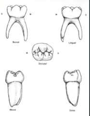 <p>- crown like permanent mandibular first molars but smaller </p><p>- less pentagonal shape</p><p>- MB, DB, D cusps more equal in size</p><p>- narrow BL dimension</p>