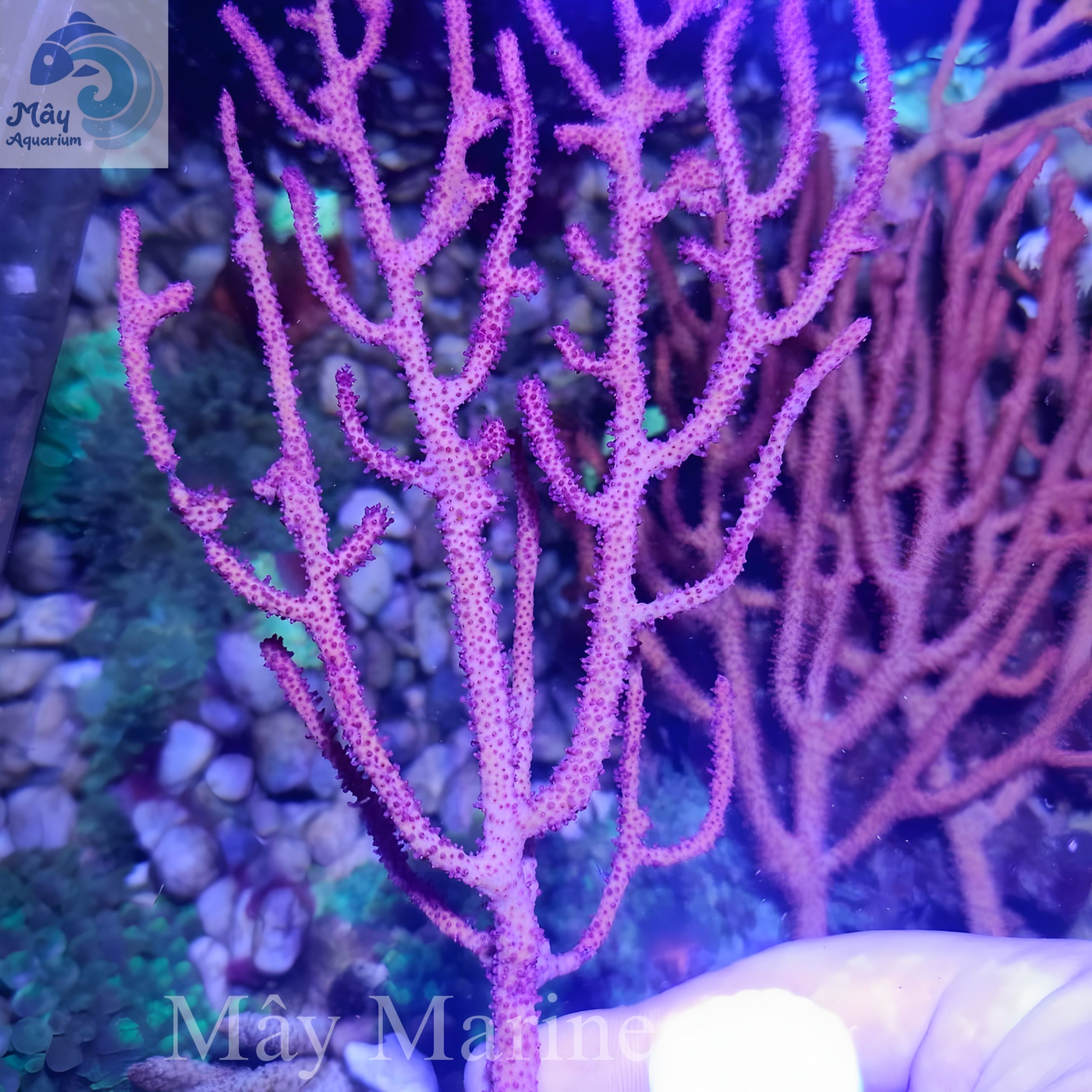 <p>coral (n,a) <span style="line-height: inherit;">/ˈkɒrəl/</span></p>