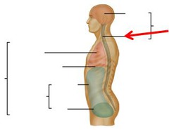 <p>contains the spinal cord and the beginnings of the spinal nerves</p>