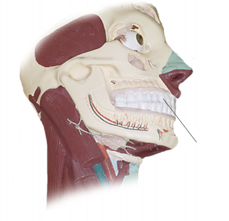 <p><span>Name the structure</span></p>